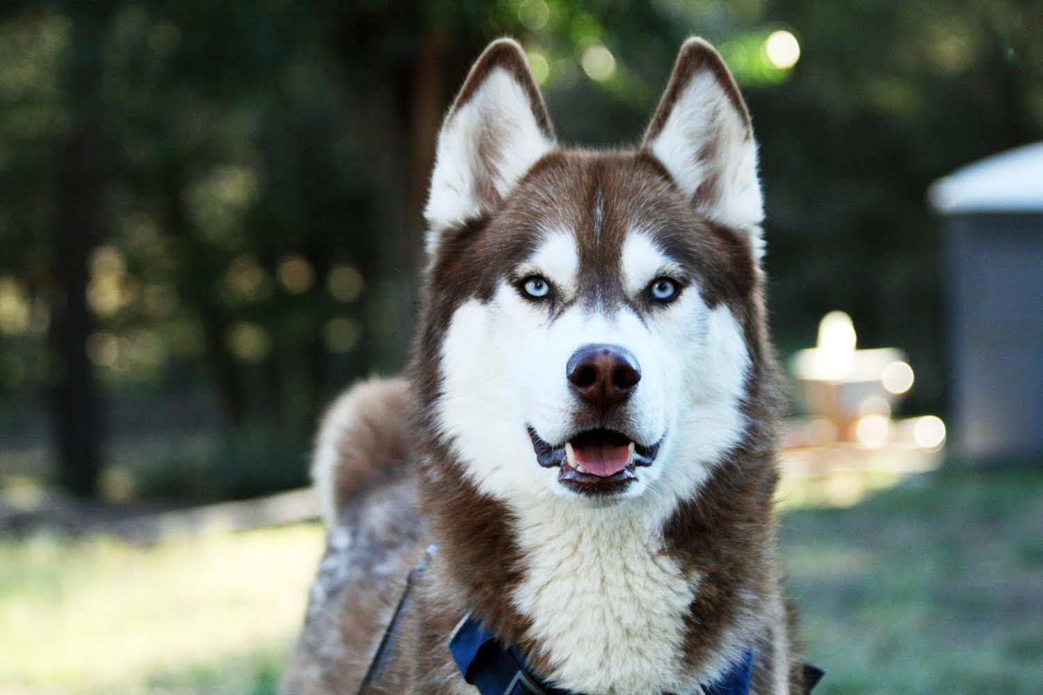 Goodbye Husky Goodbye, Yukon · Randi with an i