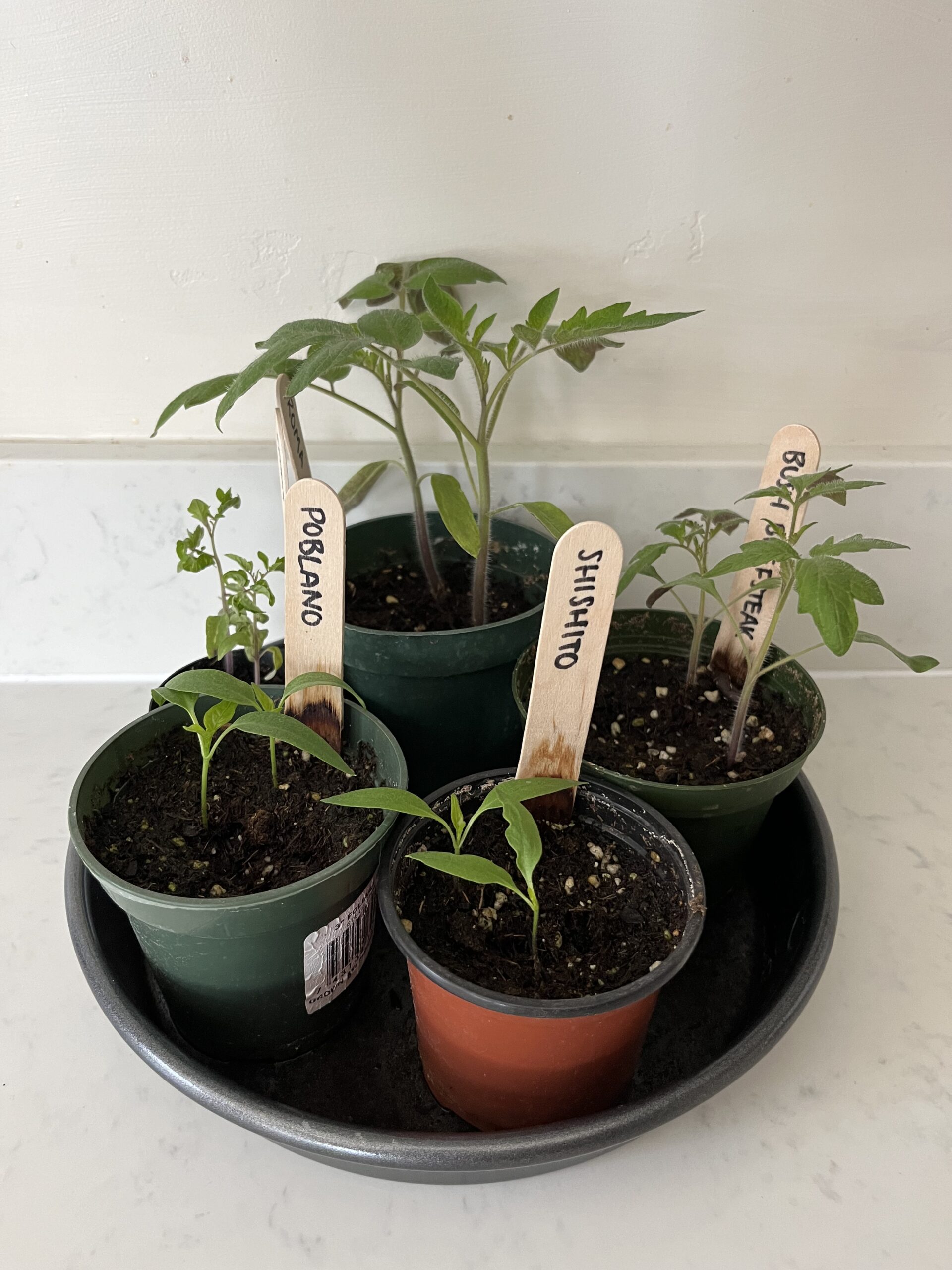This summer's Flagstaff vegetable garden plans · Randi with an i